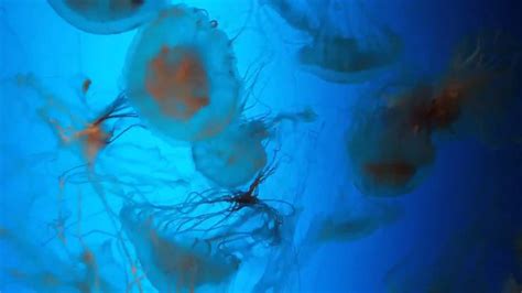 Ripley's Aquarium Jellyfish - Myrtle Beach, South Carolina - YouTube