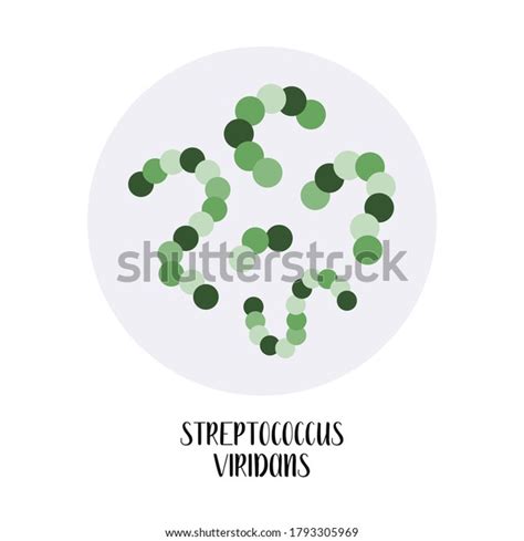 Streptococcus Viridans Spherical Grampositive Bacteria Morphology Stock Vector (Royalty Free ...