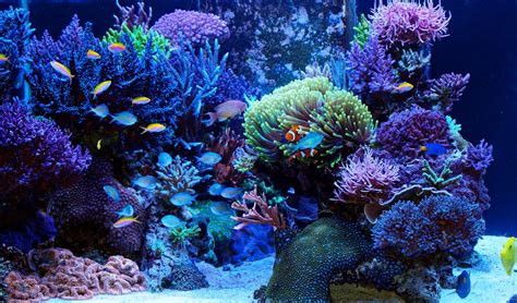 Reef Tank / Coral Aquarium - The Aquarium Setup, Filtration, and Maintenance Site