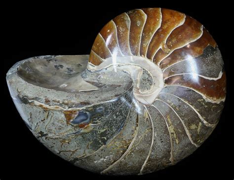 5.6" Large, Polished Nautilus Fossil - Madagascar (#51674) For Sale - FossilEra.com