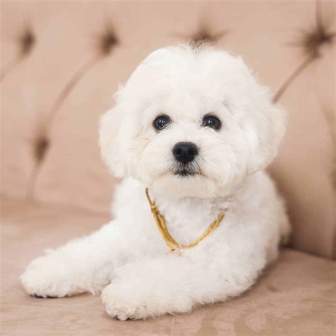 Bichon Frise Puppies For Sale • Adopt Your Puppy Today • Infinity Pups