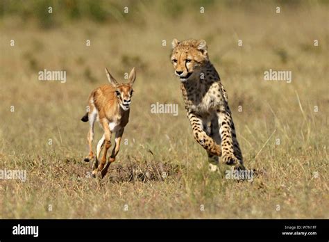 Cheetah chasing gazelle hi-res stock photography and images - Alamy