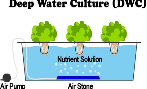 What Is Deep Water Culture (DWC) Hydroponics - NoSoilSolutions