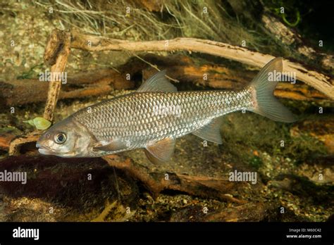 Common Dace (Leuciscus leuciscus). Adult swimming under water. Germany Stock Photo - Alamy