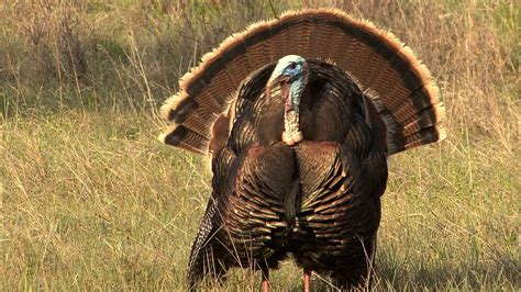 A Scientific Look at How Female Turkeys Choose Their Mates