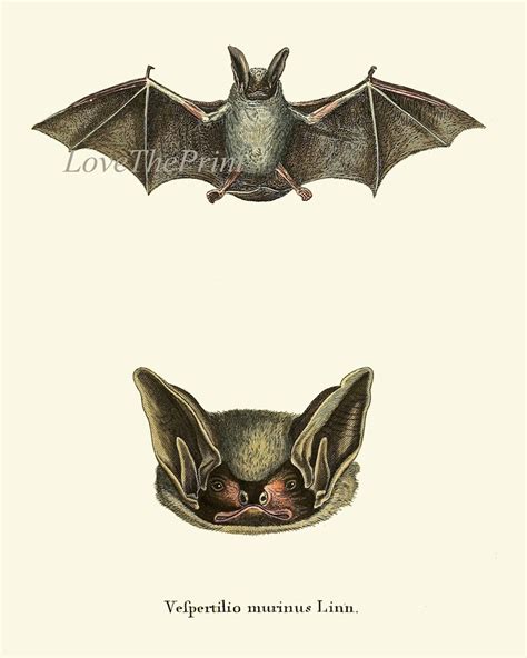 Bat Print Wall Art Set of 4 Prints Beautiful Antique Vintage - Etsy