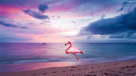 Download Flamingo Wallpaper