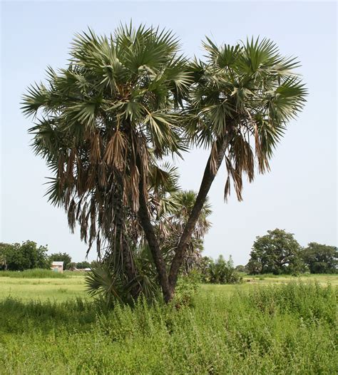 Haben sie es gewusst; Heilwirkung von Doum Palm, Wüstenpalme. | NZ