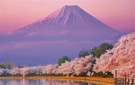 Spring in Japan | MATTHEW'S ISLAND