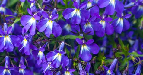 Lobelia Plant Care: How To Grow The Lobelia Flower