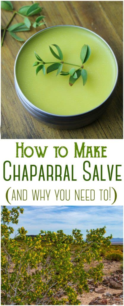 How to Make Chaparral Salve (Creosote) - Rebooted Mom