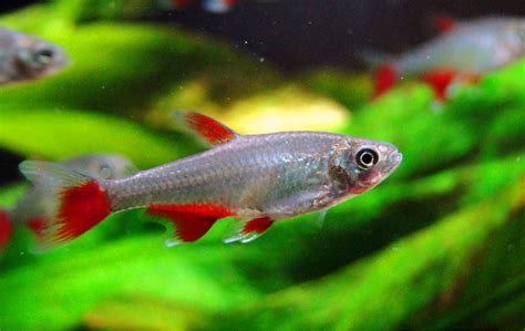 Bloodfin Tetra: Get Beautiful Amazonian Displays - Badman's Tropical Fish