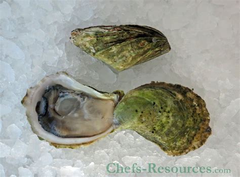 The 5 Oyster Species - Chefs Resources