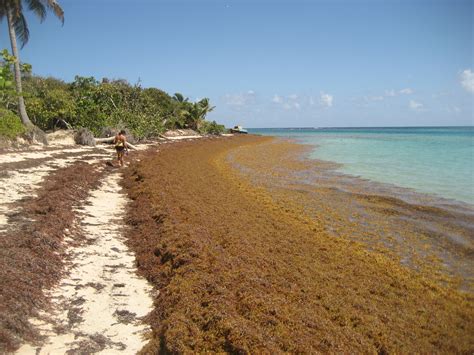 Scientist unsure how Hurricane Dorian could affect largest-ever algae bloom - WMNF 88.5 FM