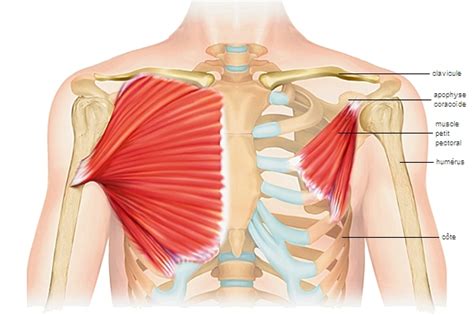 muscle pectoral - LAROUSSE