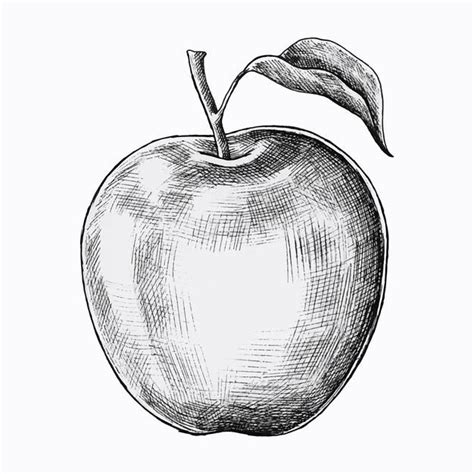 Hand drawn fresh apple vector | Free Vector #Freepik #freevector #food #leaf #nature #hand-drawn ...