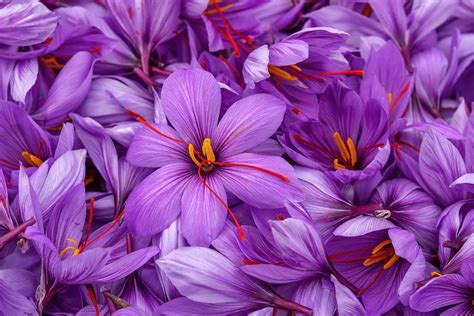 Saffron, Spain's Special Spice