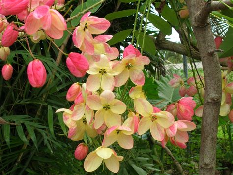 Rainbow Shower Tree: Featured Plant of the Week - Richard Lyons Nursery ...