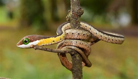 What happens when you’re bitten by a venomous snake? | Natural History ...