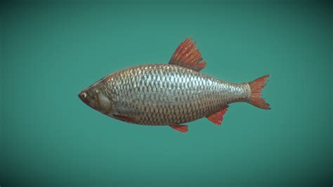 Red Finned Fish - Download Free 3D model by Kigha [caba782] - Sketchfab