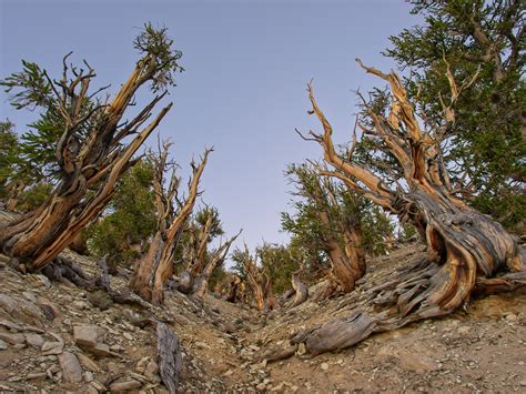 Valley of the Ancients – Stephen Ingram Eastern Sierra Nature Photographer