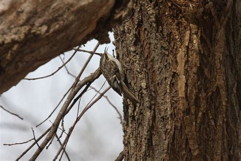 BROWN CREEPER – Birds of Nebraska – Online