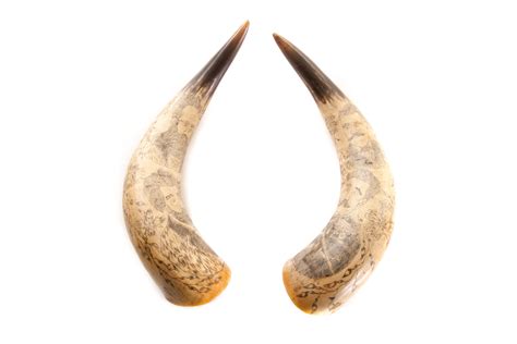 Pair of Scrimshaw Bullock Horns,… - Oceanic & African Arts - Mossgreen-Webb's (formerly Webb's ...