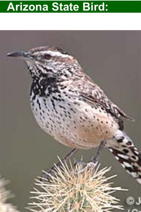 Arizona state bird | State birds, Bird, Arizona state