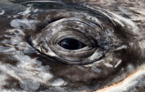 Un photographe a immortalisé des images incroyables de baleines et de ...