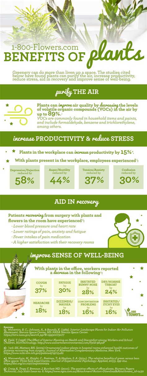 Health Benefits of House Plants | Petal Talk