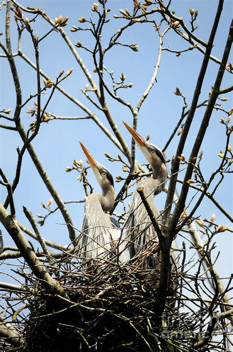 Great Blue Heron Nesting 4 Photograph by Terry Elniski - Fine Art America