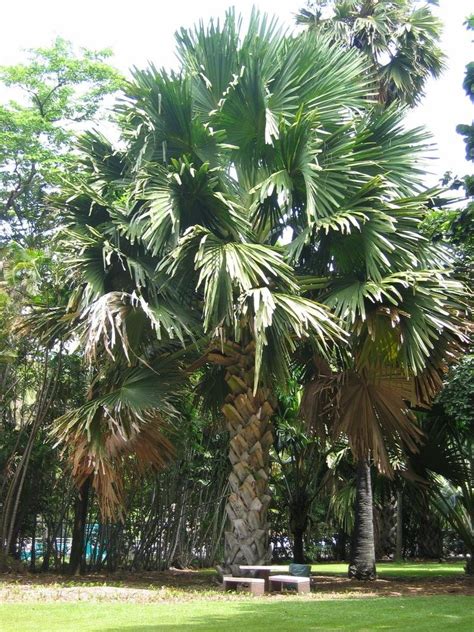 PlantFiles Pictures: Talipot Palm (Corypha umbraculifera) by GreenEyedGuru