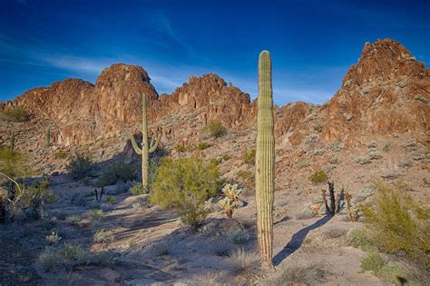 Sonoran Desert - Jamie Boyle Photography