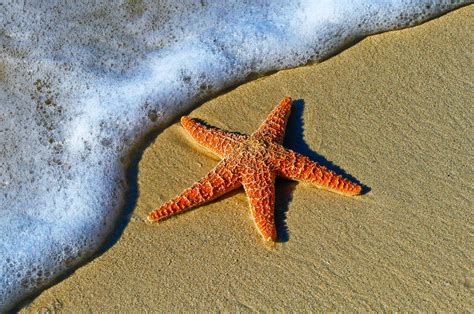 Starfish Beach, Panama - Beach Guide, Info, Photos - BeachAtlas