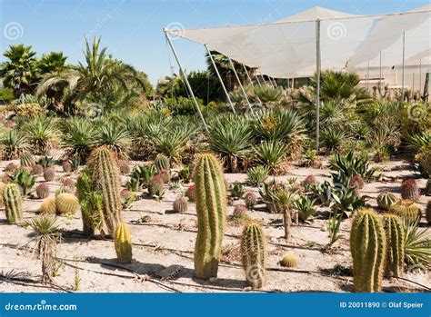 Cactus farm stock photo. Image of tropical, horticulture - 20011890