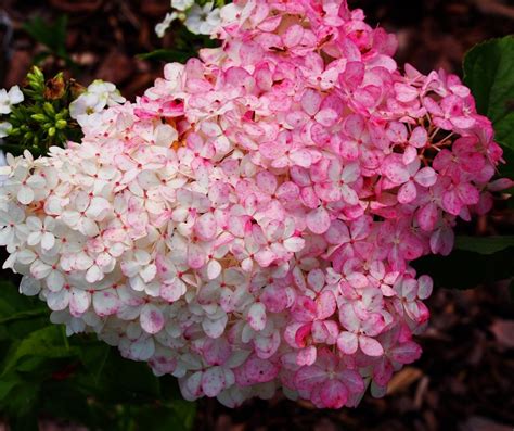 Big Blousy White Hydrangeas – Scotland Grows Magazine