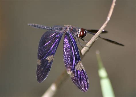 Earth and World 2021 - Popular Magazine | Beautiful dragonfly, Dragonfly, Walking in nature