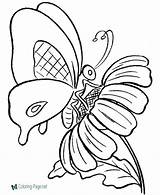 Butterfly Coloring Pages sketch template