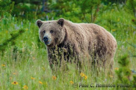 Jasper National Park Wildlife