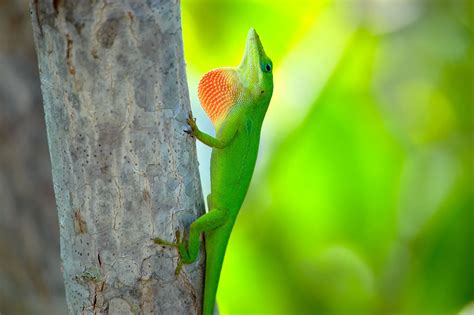 Florida Nature Galleries - Florida Nature Photography