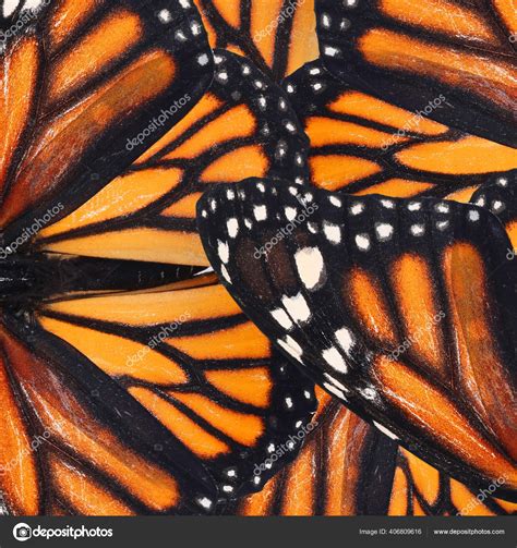 Monarch Butterfly Wing Patterns