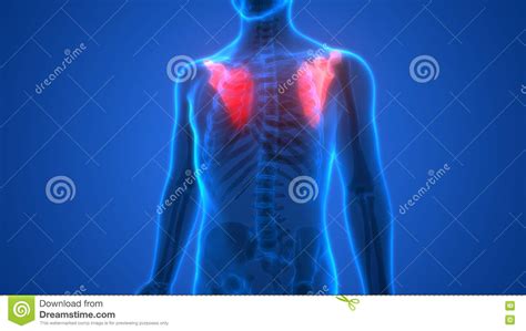 Anatomy Of Scapula Bone With Anterior Posterior And Lateral Views Cartoon Vector | CartoonDealer ...