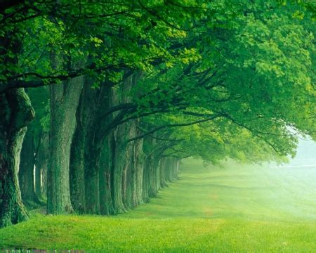 Majestic Trees - Forests & Nature Background Wallpapers on Desktop Nexus (Image 1753254)