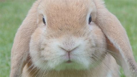 Cute Rabbit Close Up Face | HD Wallpapers