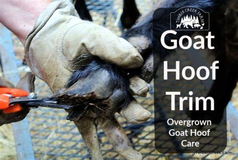 Overgrown Goat Hoof Care Steps to Take - Timber Creek Farm