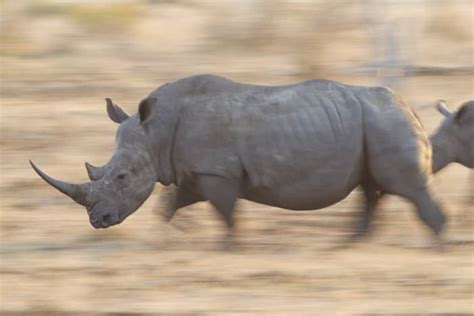 How Fast Can a Rhino Run? It's the Fastest Mammal Weighing Over a Ton