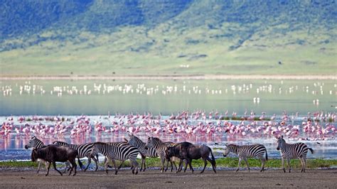 Sanctuary Ngorongoro Camp - Bookings by Safaris and Expeditions