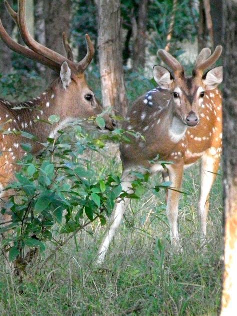 Phibsoo Wildlife Sanctuary, Bhutan- Trodly