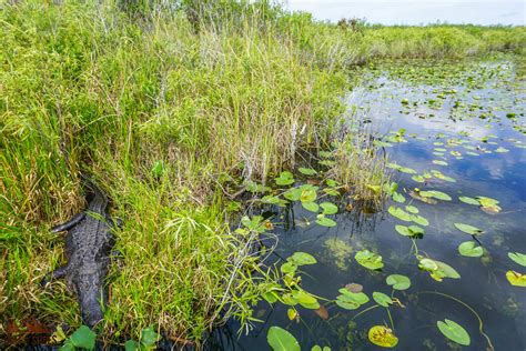 The Ultimate Everglades Trip Planning Guide - Dirt In My Shoes