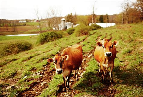 Jersey Cows In Field Of Dairy Farm Photograph by Andy Ryan